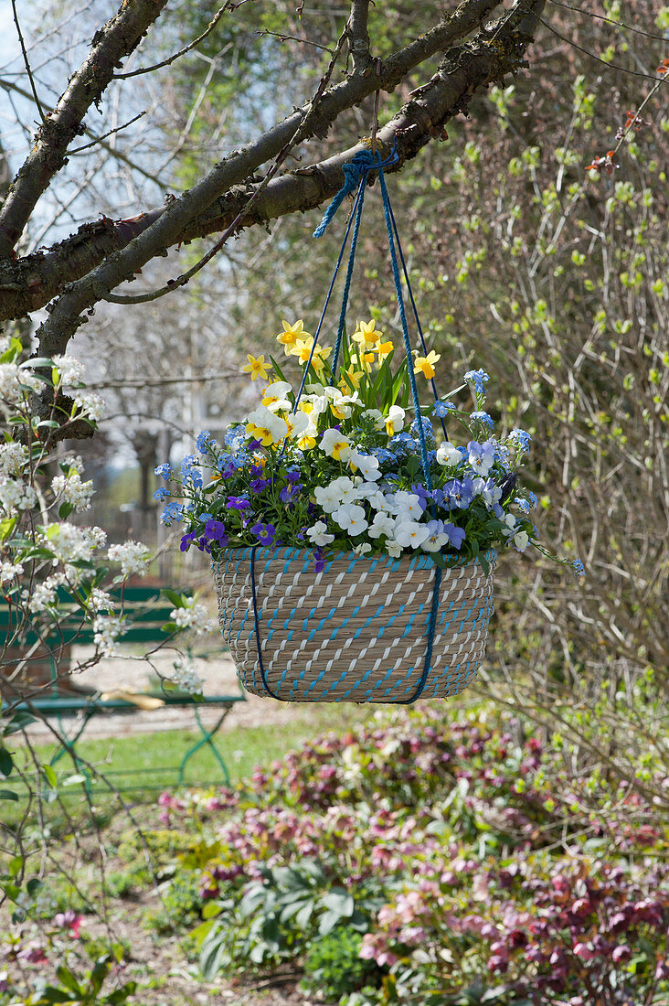Wicker basket with pansies, daffodils, blue cushions, and forget-me-nots planted in a hanging basket