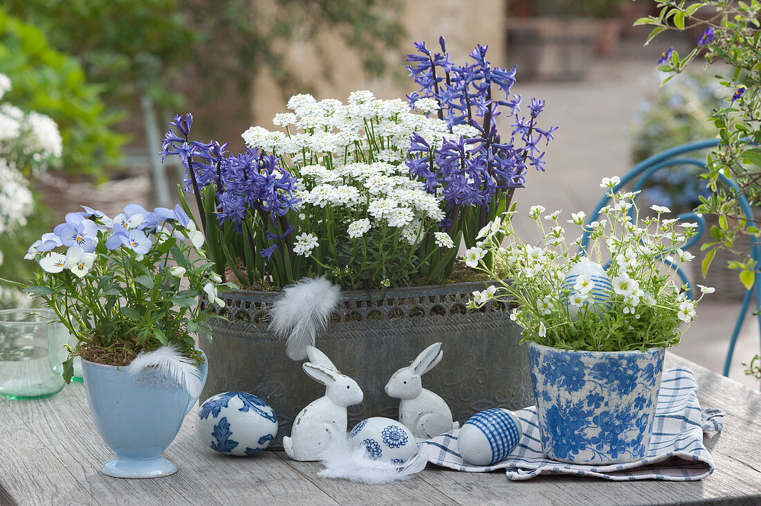 Blue and white Easter decoration with hyacinths, candytuft, horned violets, and mossy saxifrage