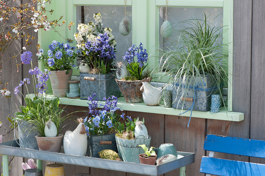 Blue and white Easter decorations on the window: Horny violets 'Sorbet Marina', wallflower 'Moon Improved', hyacinths, Drumstick primrose, and sedges