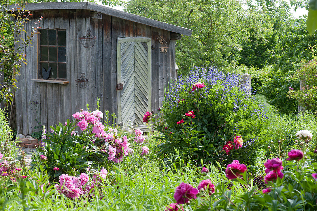 Early summer bed with peonies and indigo lupine on the shed