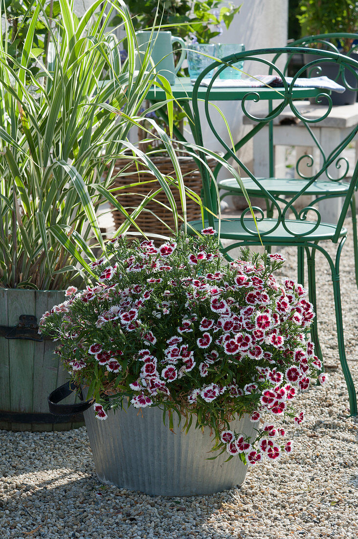 Carnation and multicolored tubular stakes on a gravel terrace