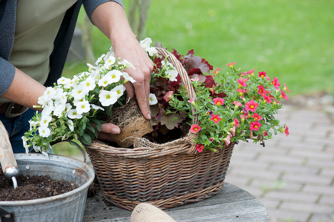 Woman planting a basket with witch hazel and coral bells