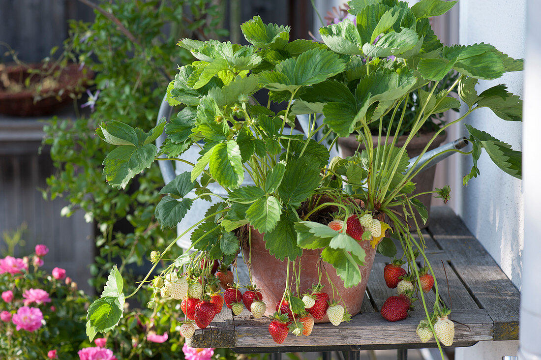 Strawberry plant with fruits in clay pot