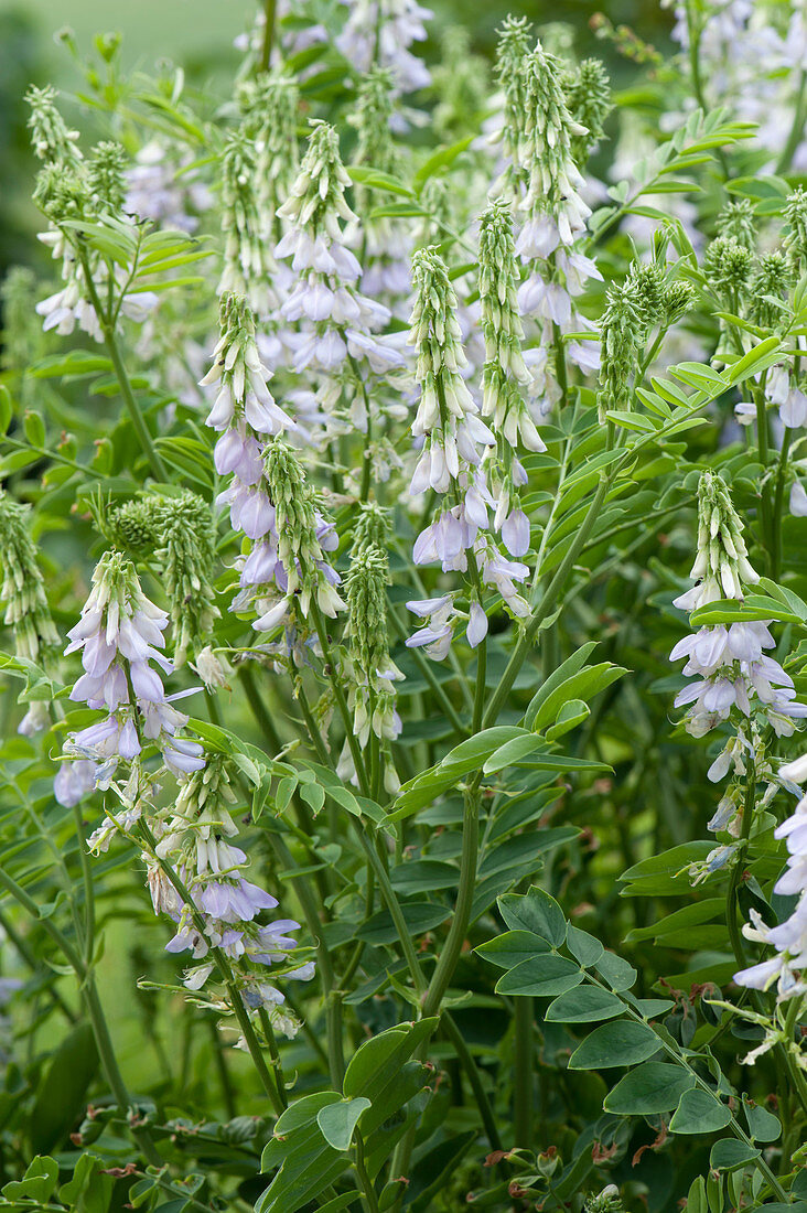 Goat's diamond 'His Majesty' in the garden