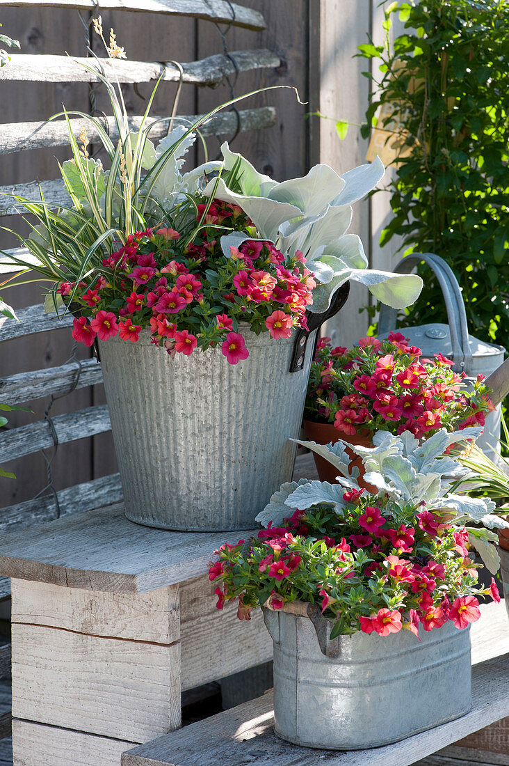 'Light Red' pansies, ragwort 'Silver Gleam' 'Angel Wings' and sedge