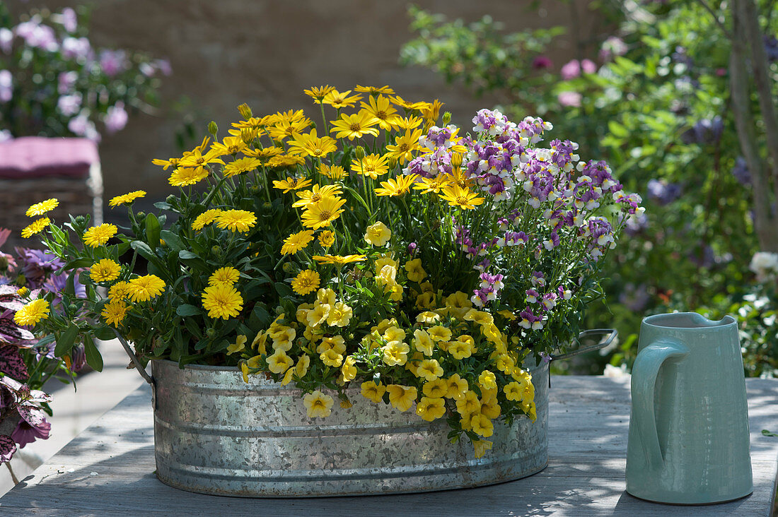 Cape daisy 'Yellow', marigold Powerdaisy 'Sunny', 'Golden Yellow' Pansies and 'Vanilla Berry' Nemesia