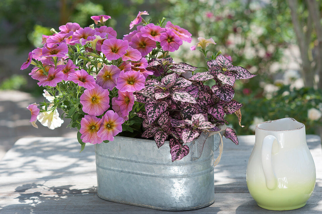 Cross of petunia and 'Sunray Pink' Pansies with point flower in zinc jardiniere