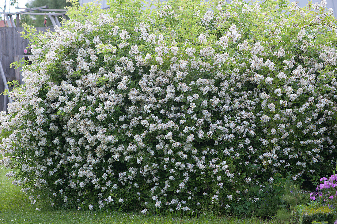 Multiflora - rose in bloom