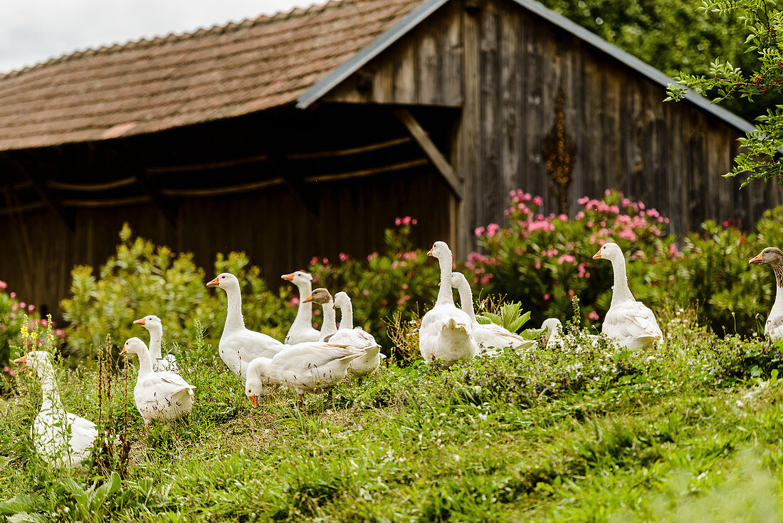 A herd of geese in a farmyard