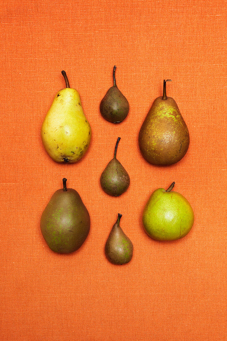 Pears on orange background