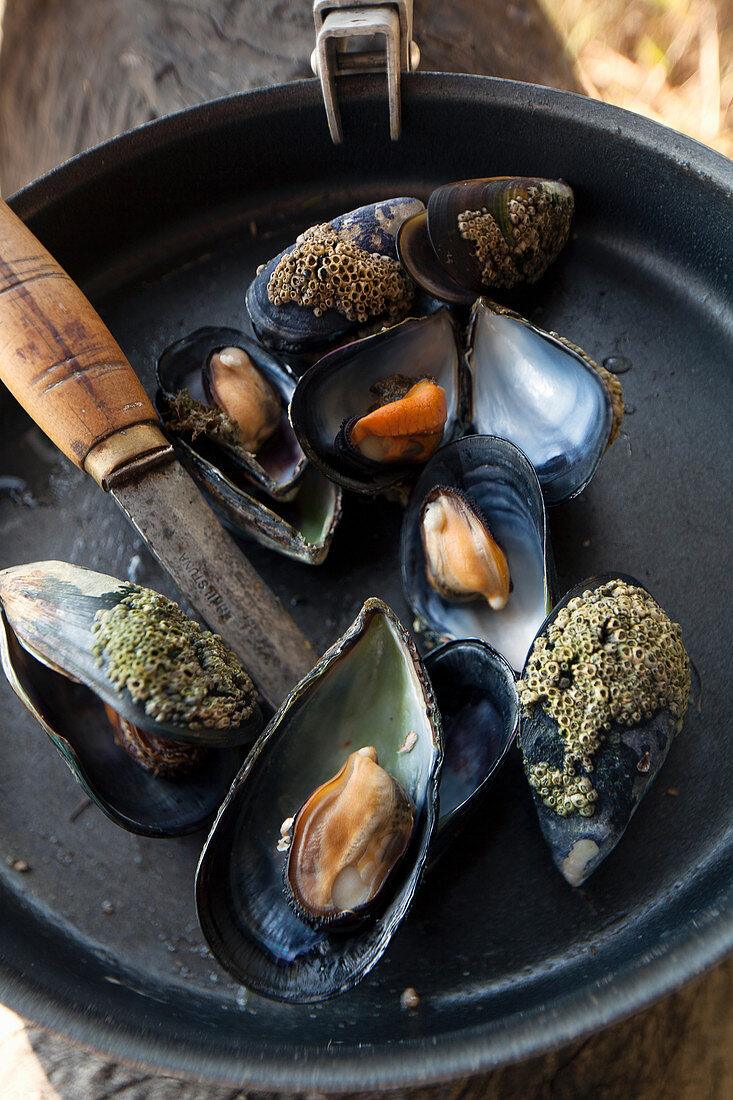 Mussels on frying pan