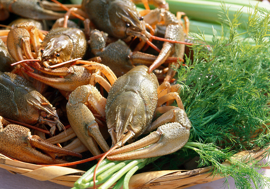 Fresh crayfish with herbs in a basket
