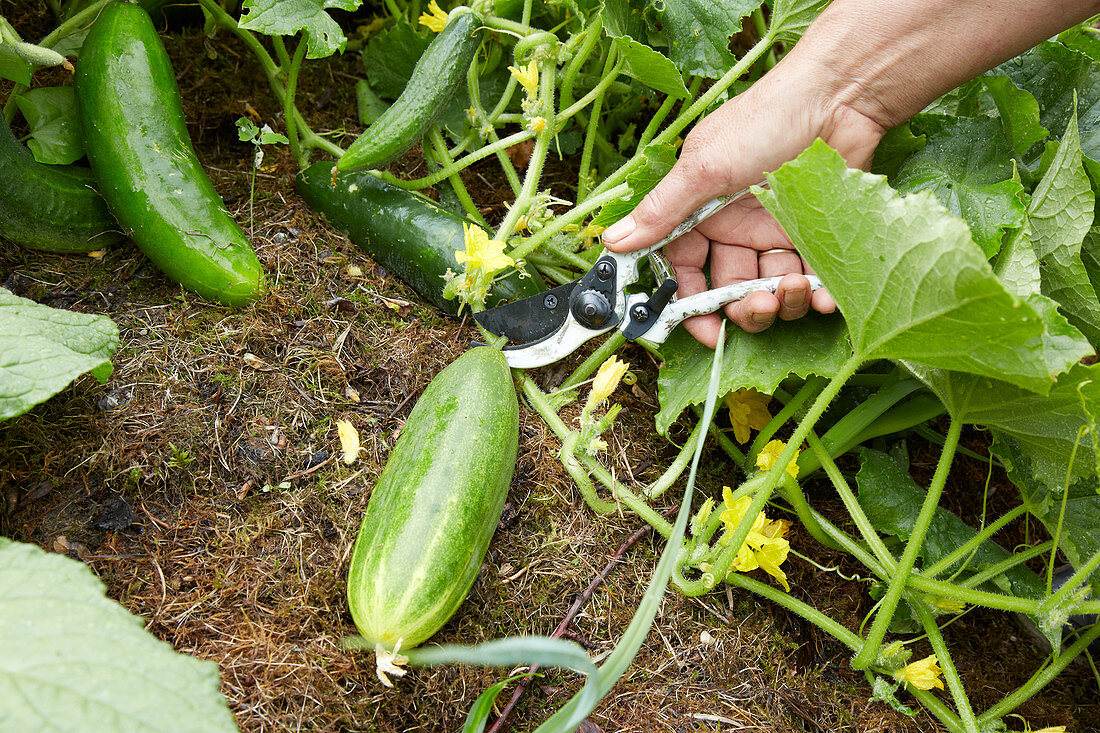 Harvesting fresh cucumbers with garden shears