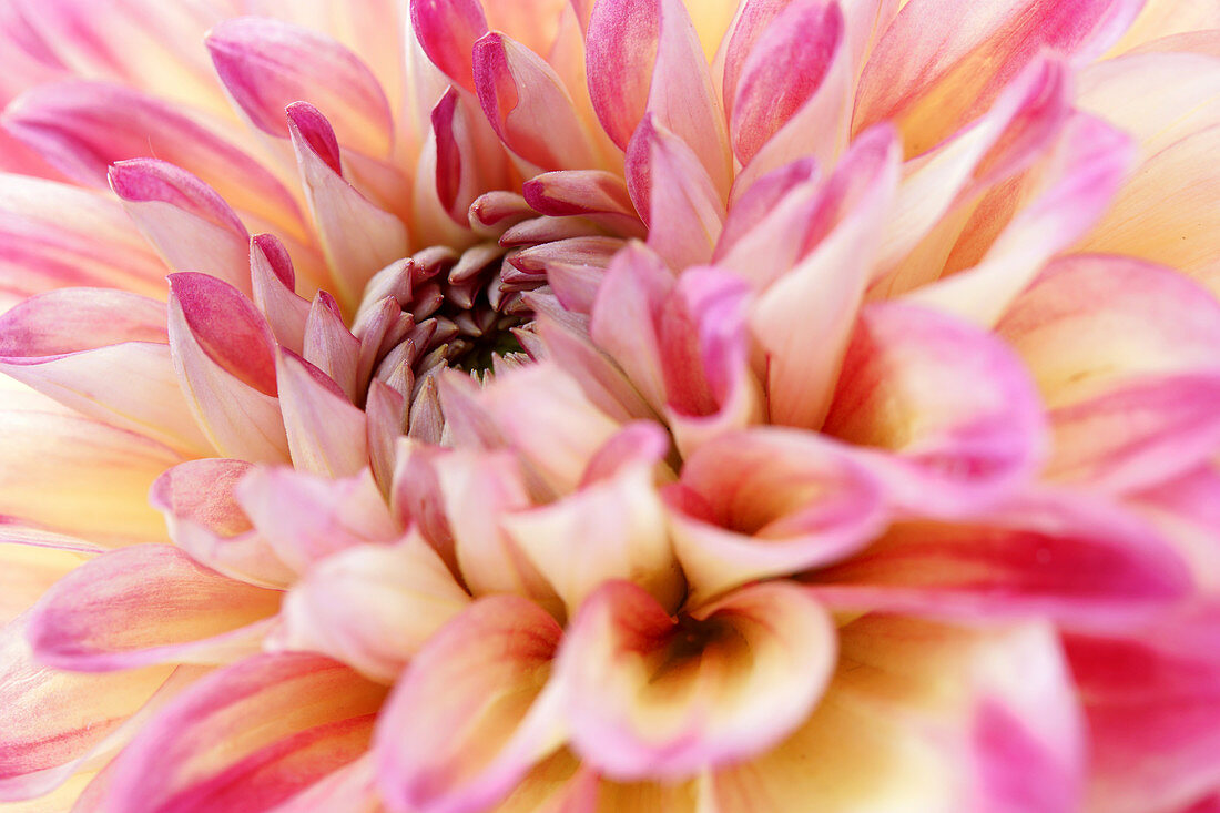 Close-up of dahlia