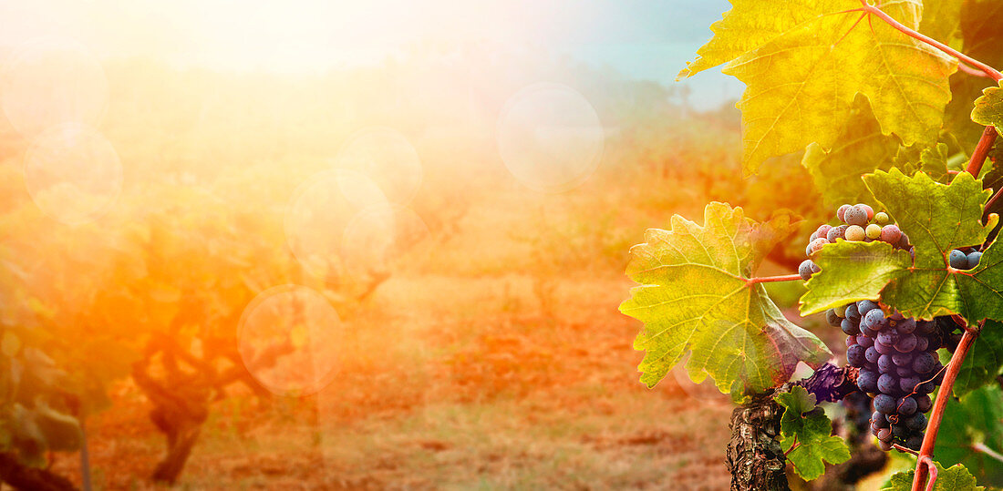 Herbstlicher Weinberg mit Rebstöcken