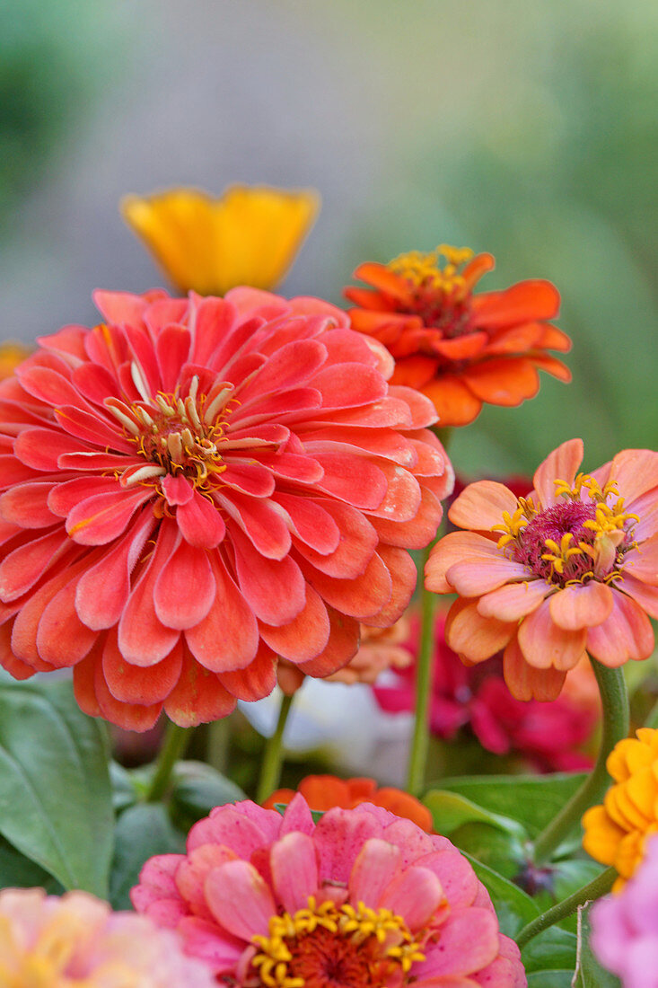 Zinnien