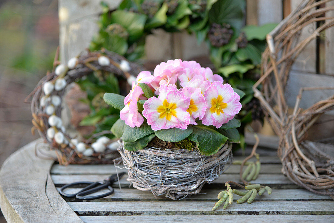 Nest with primroses on a garden bench