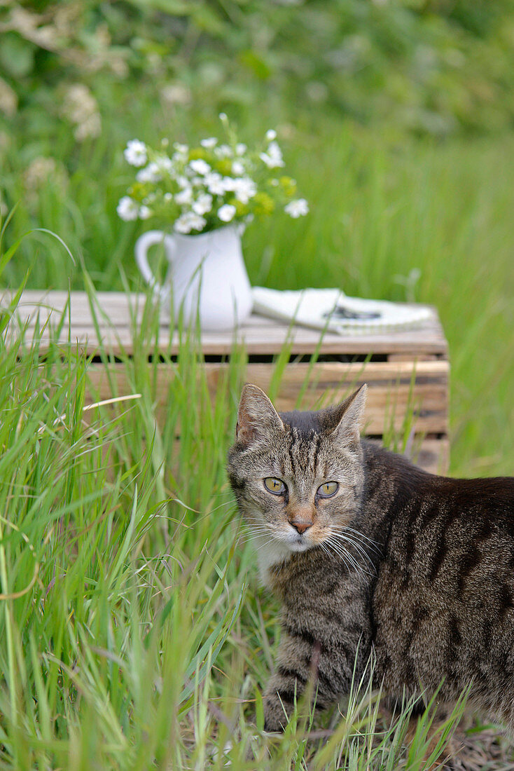 Chickweed and milkweed in a white jug, with a domestic cat in front of it