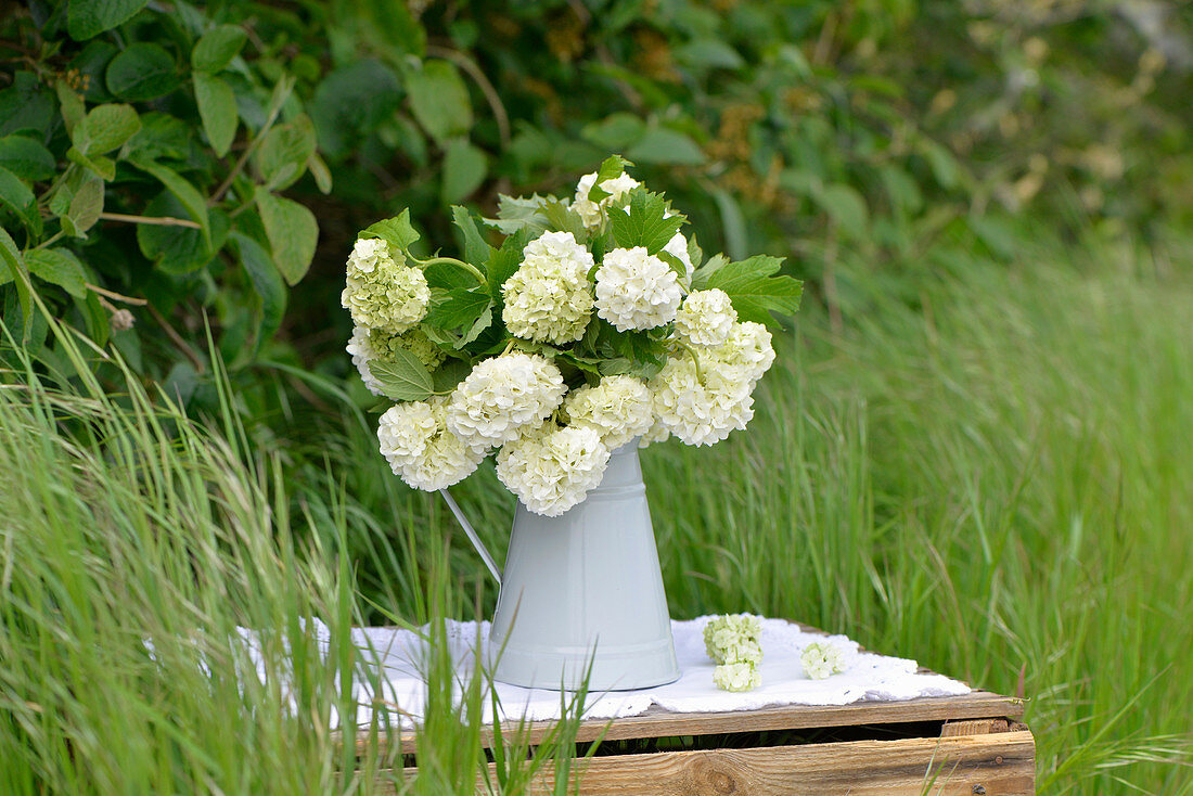 Snowball in a white jug