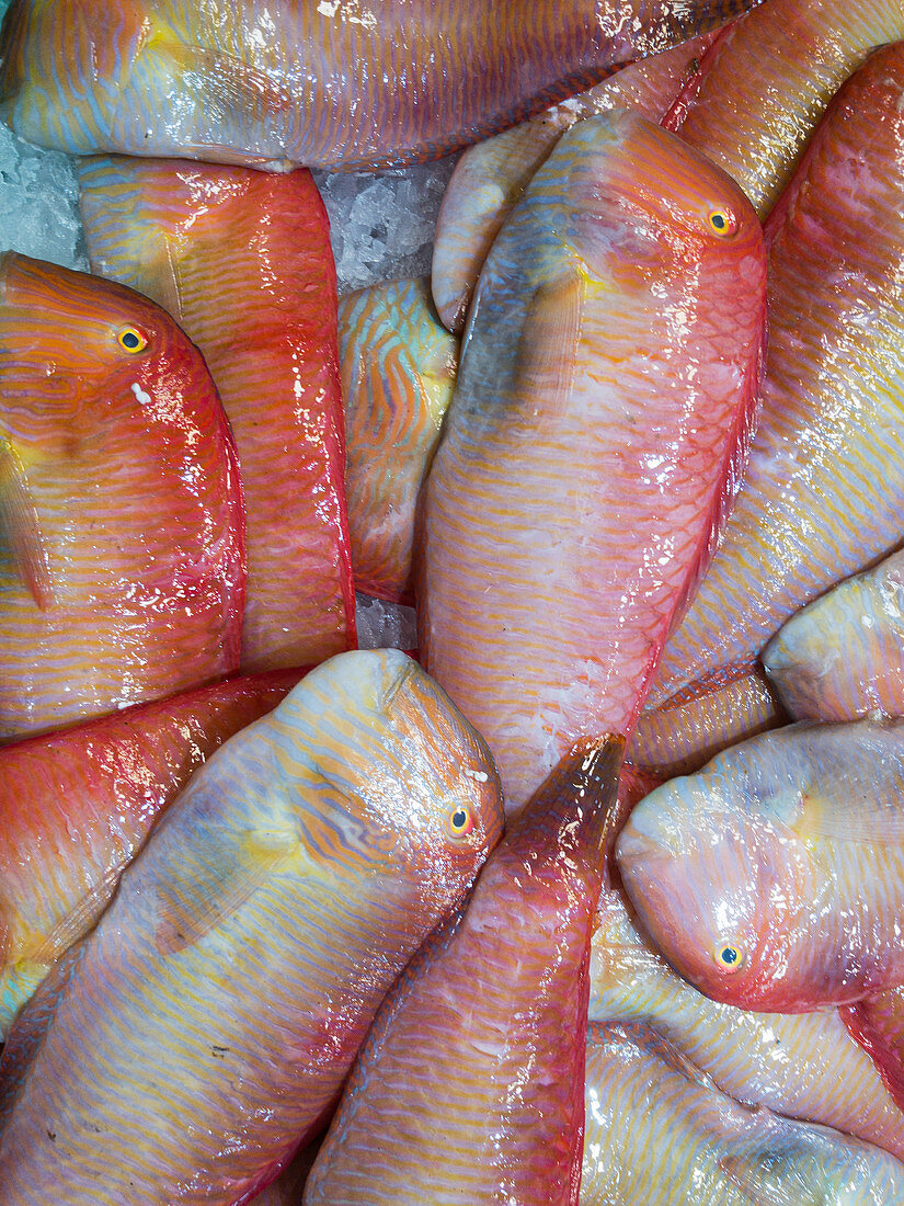 Viele Schermesserfische auf einem Fischmarkt (bildfüllend)