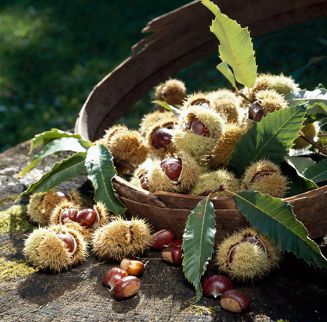 Sweet chestnuts falling out of a basket