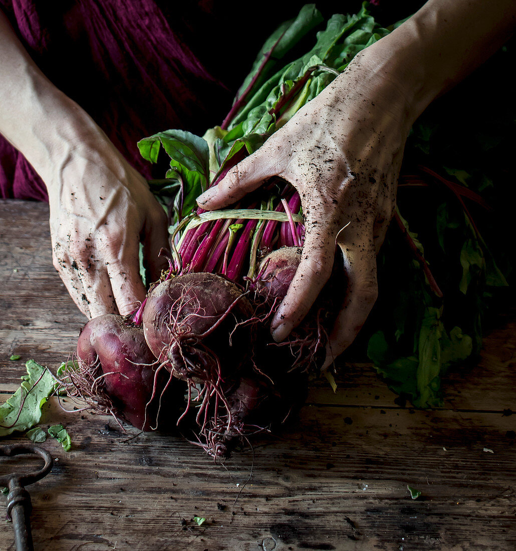 Person holding bunch of fresh organic beets with dirty hands