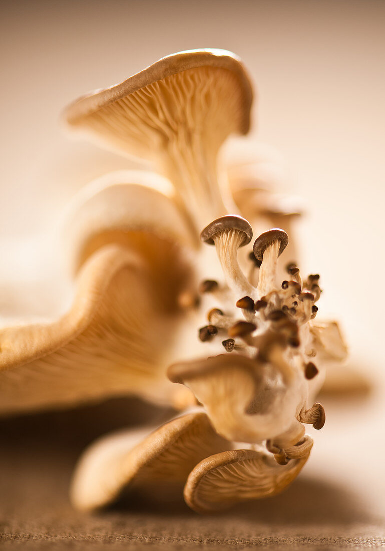 Macro focus of oyster mushroom