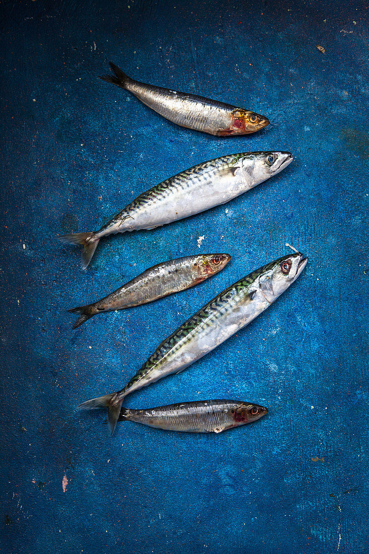 Herrings and mackerels