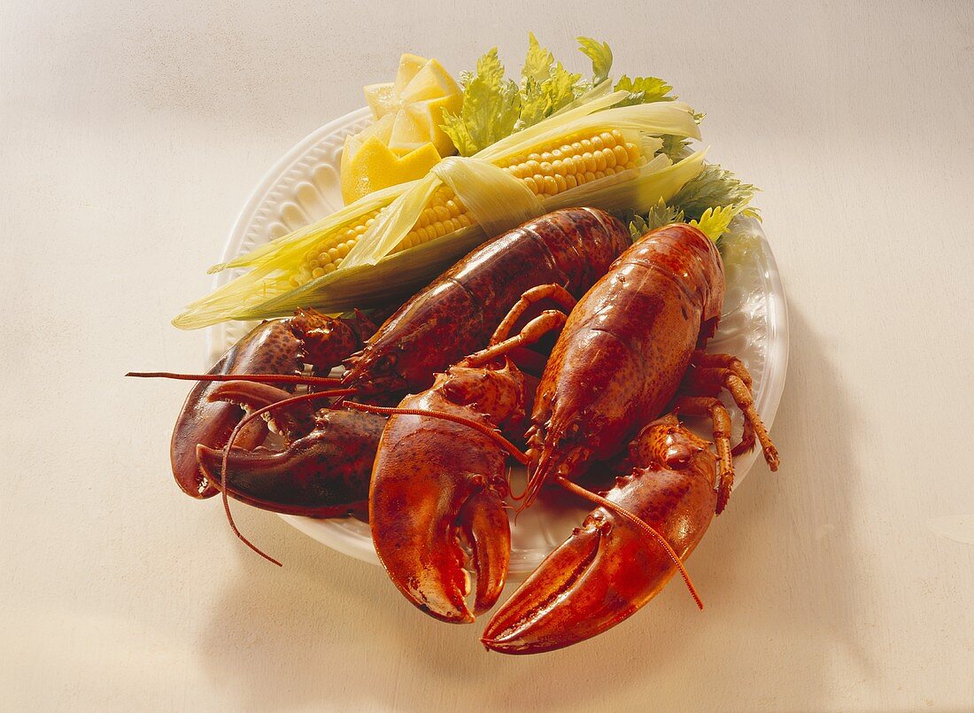 Two boiled lobsters with corncobs and lemon