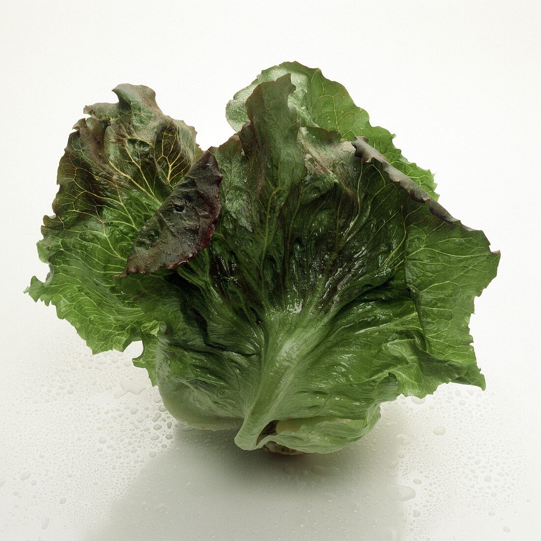Ein Batavia-Salat