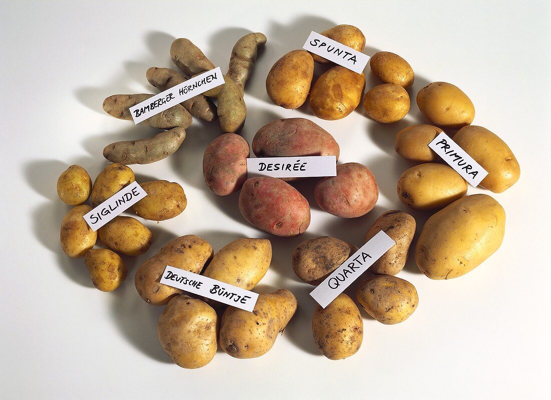 Verschiedene Kartoffelsorten mit Namensschildchen