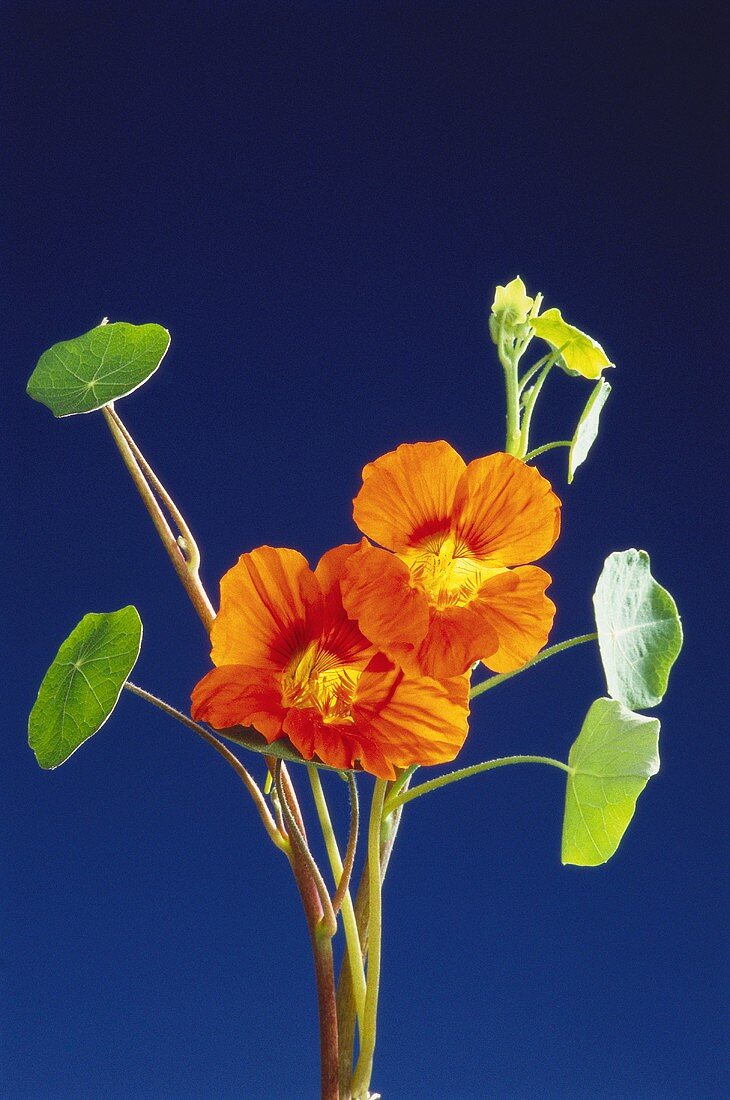 Nasturtiums with flowers against blue backdrop