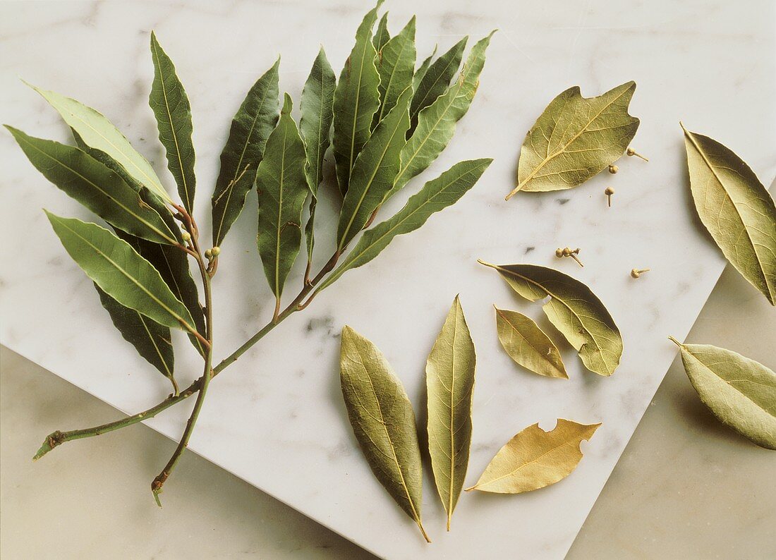 Fresh bay branch, dried bay leaves and flowers