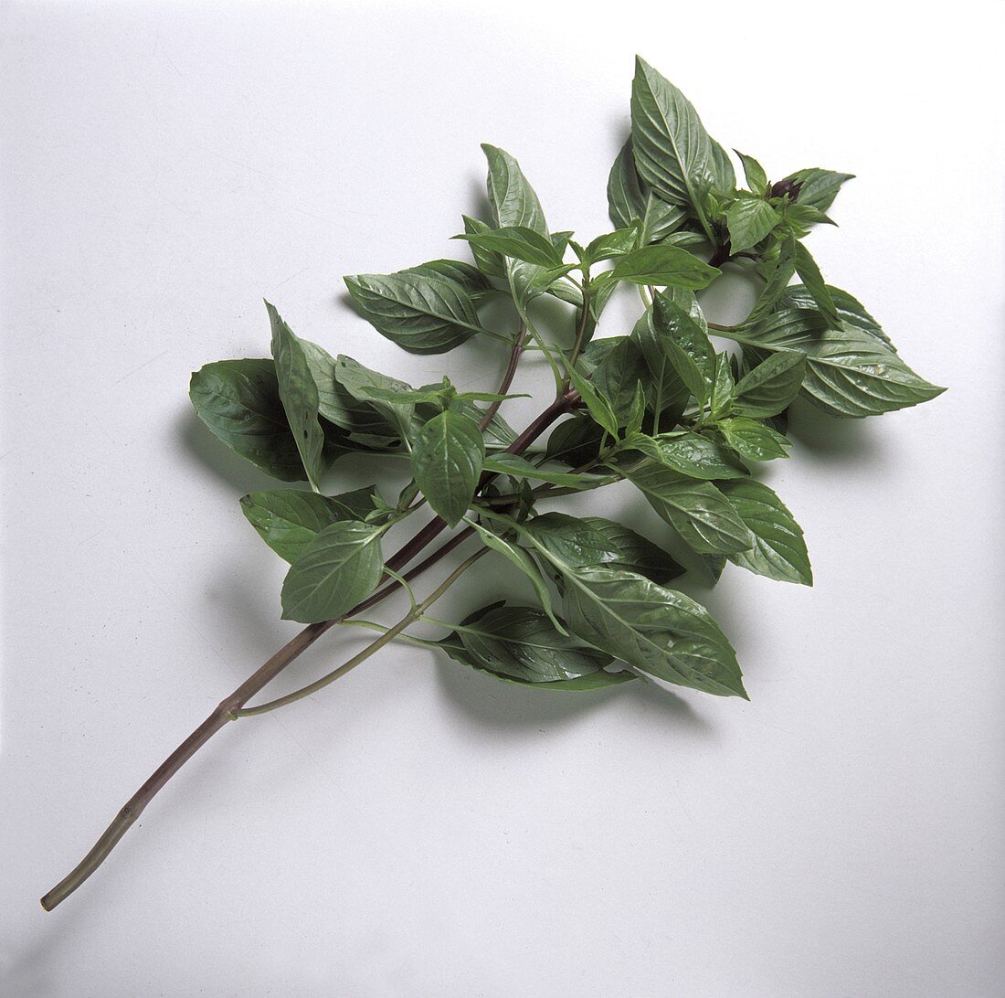 A sprig of peppermint