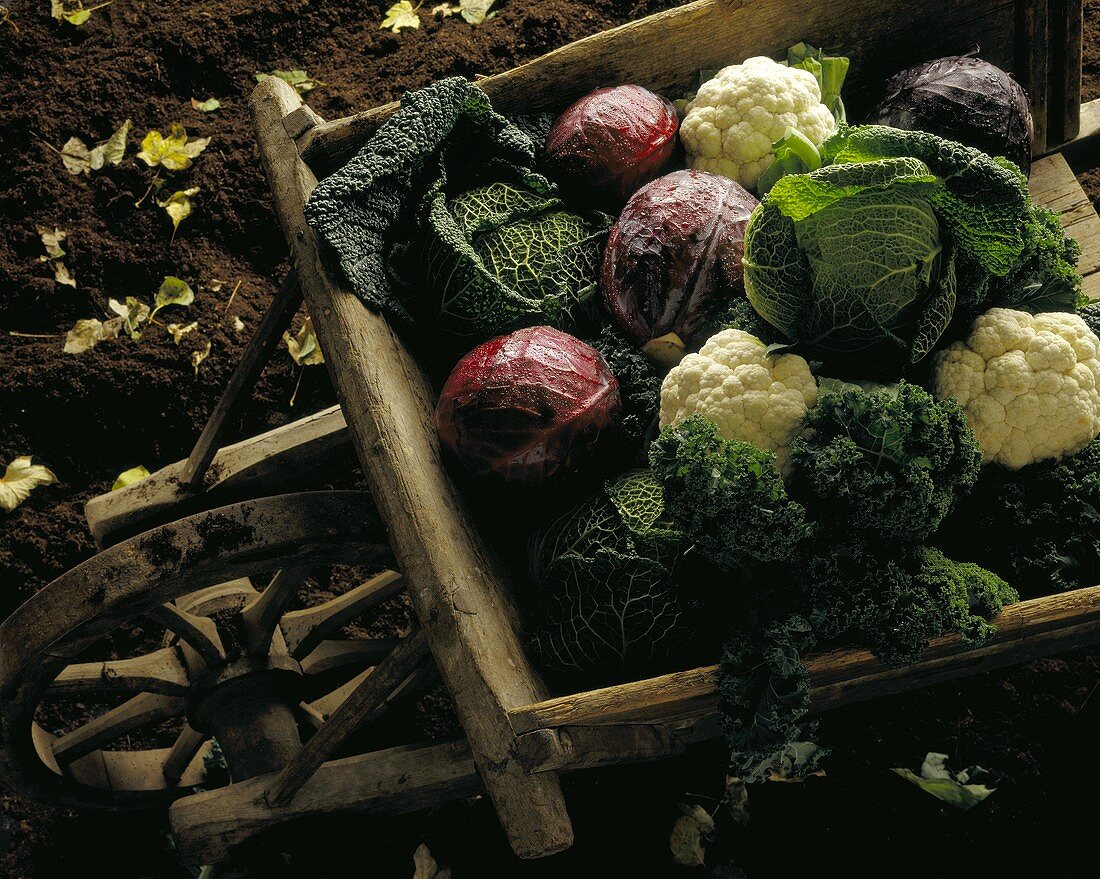 Various types of cabbage in wheelbarrow