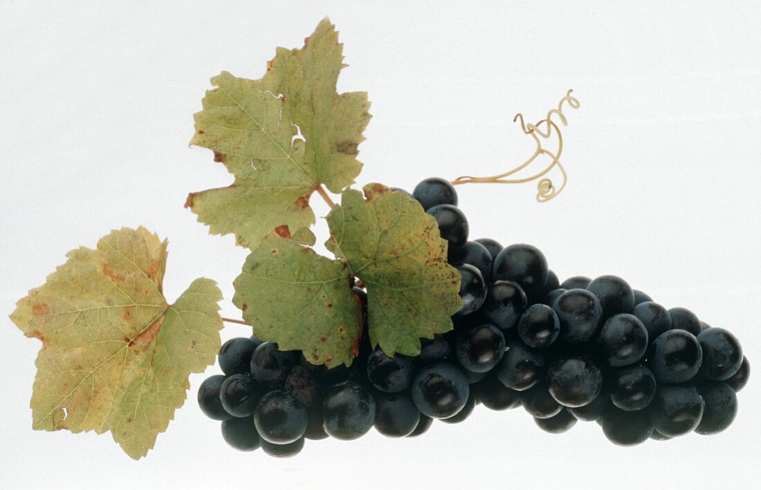 A bunch of red wine grapes with leaves