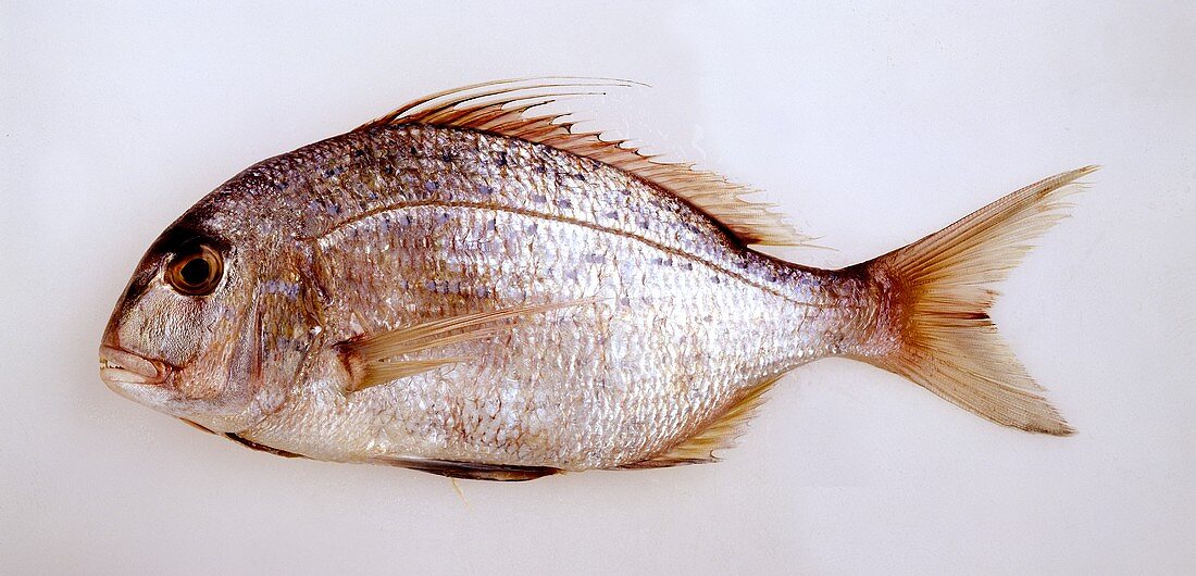 A southern seabream