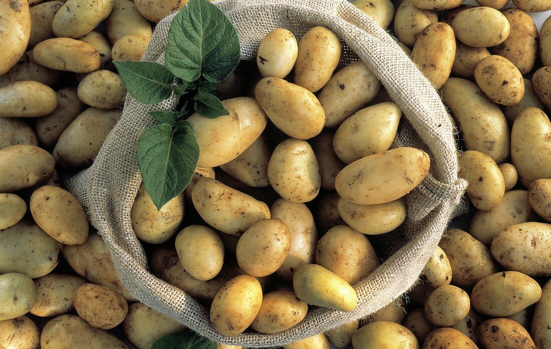 Potatoes in a Burlap Sack; Overhead