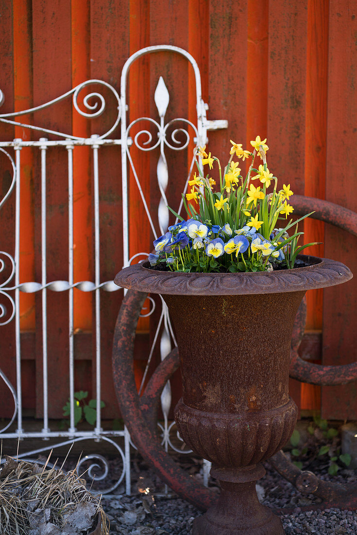 Violas and narcissus 'Tete a Tete' in rusty urn
