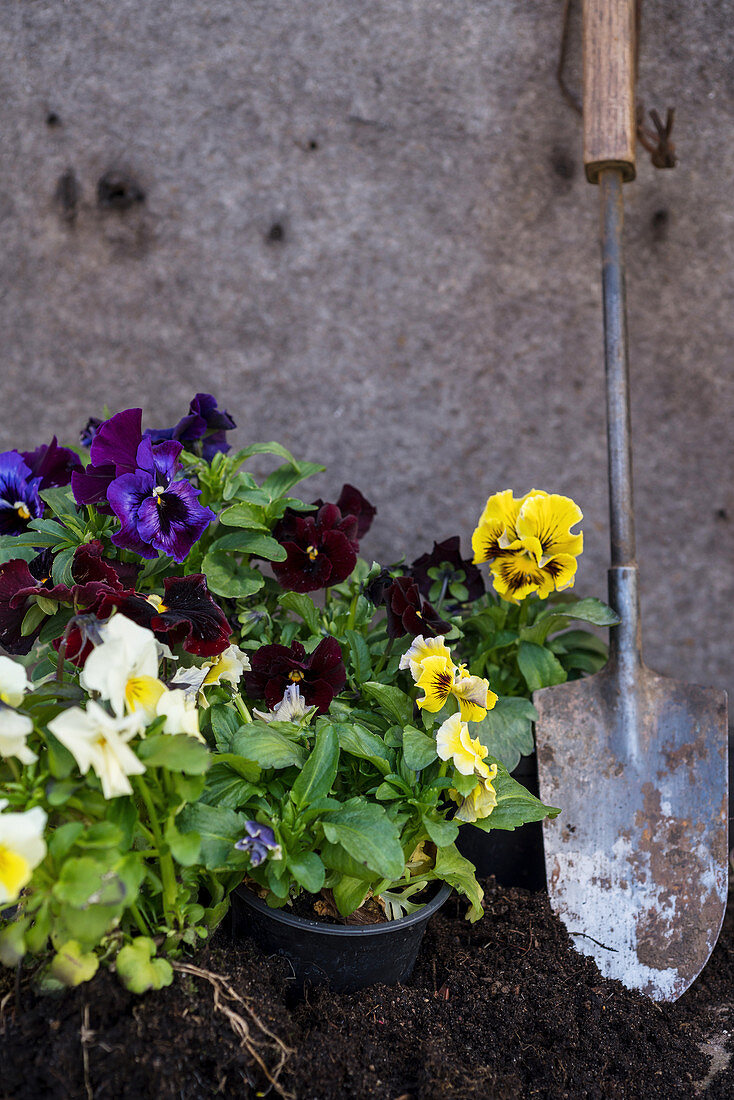 Violas ready for planting