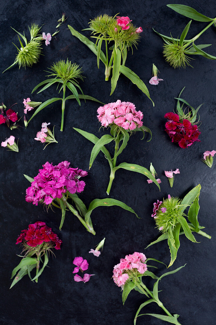 Sweet Williams (Dianthus barbatus) on dark surface