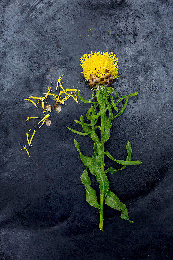 Großköpfige Flockenblume (Centaurea macrocephala) auf dunklem Untergrund