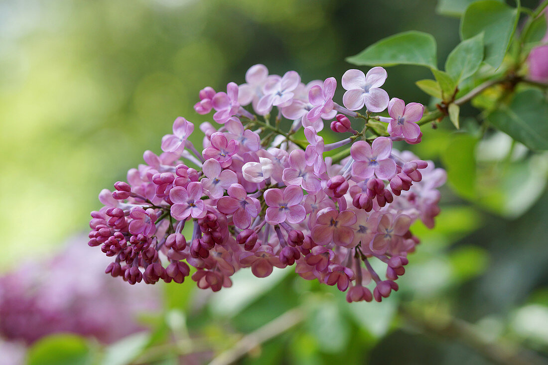 Lilac flower