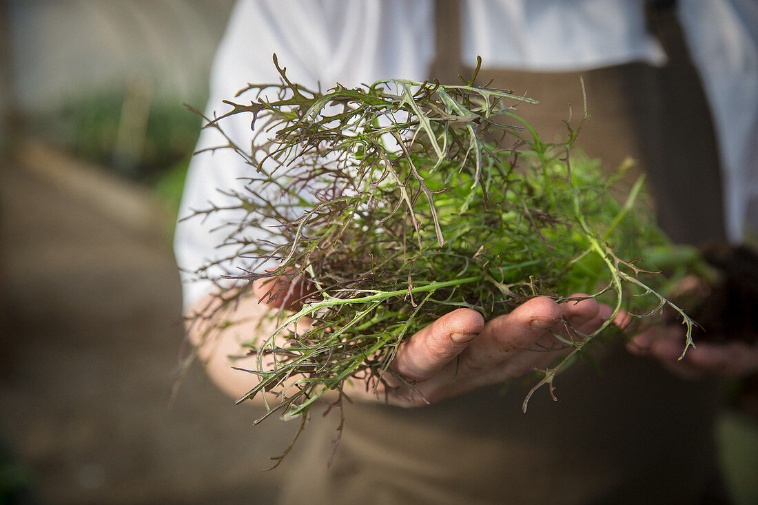 A hand holding a vegetable plant with a root ball