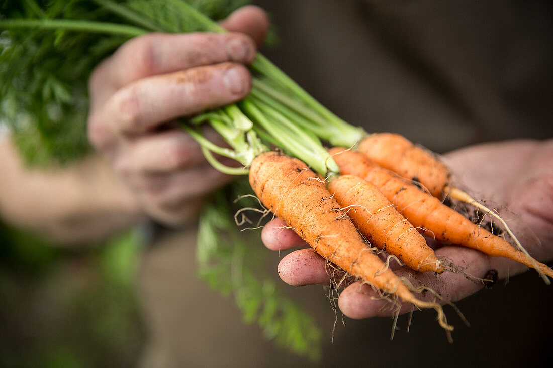 Hands holding freshly harvested carrots