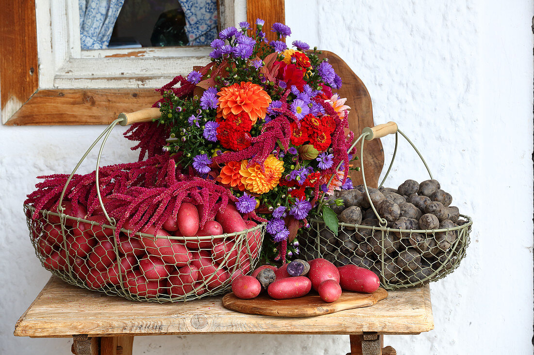 Bunte Kartoffeln in Metallkörben und Spätsommer-Strauß auf einer Bank