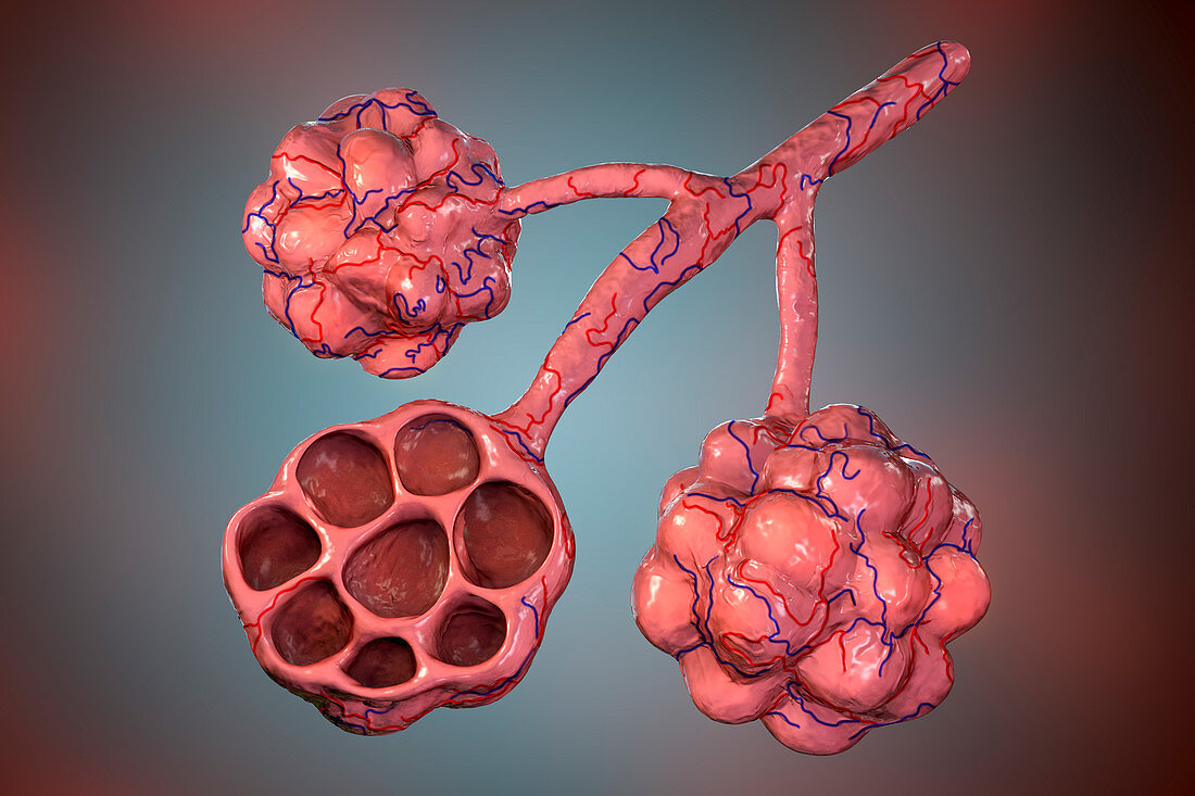 Alveoli, illustration