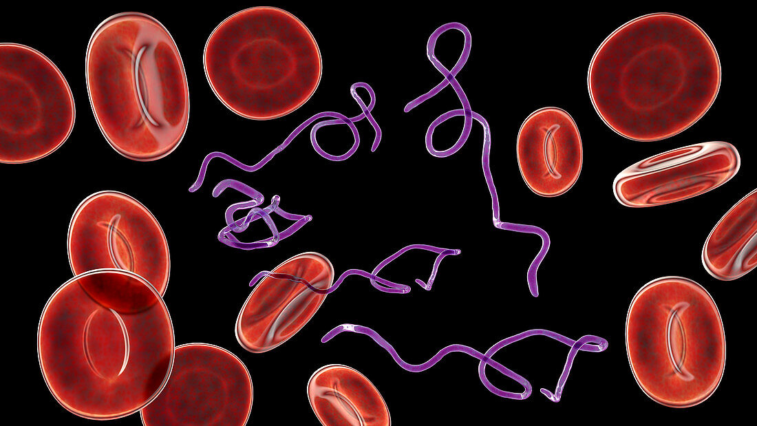 Borrelia bacteria in blood, illustration