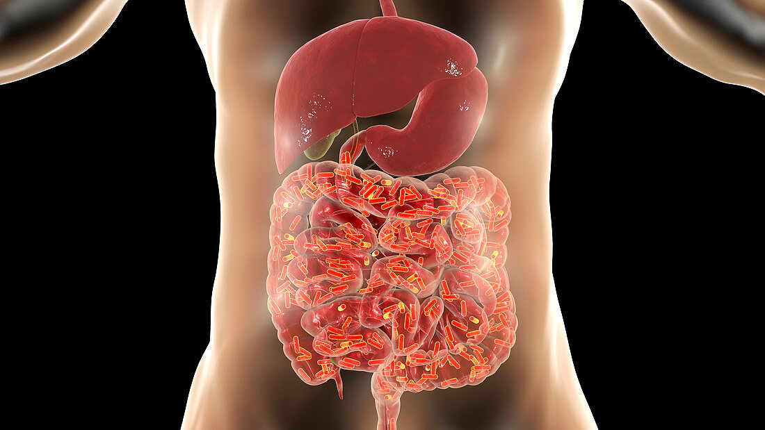 Normal flora of human intestine, conceptual illustration