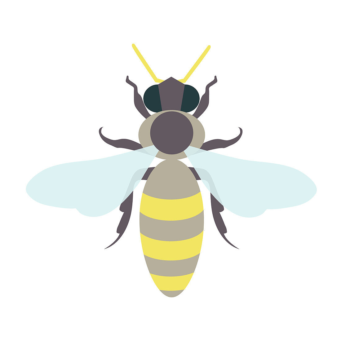 Honey bee, illustration